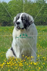<b class=qtipBold><figcaption>Pyrenean Mastiff (Imp)</figcaption></b><br>PYRENEAN MASTIFF in the French Alps Pyrenean Mastiff (Imp)