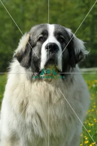 <b class=qtipBold><figcaption>Pyrenean Mastiff (Imp)</figcaption></b><br>PYRENEAN MASTIFF in the French Alps Pyrenean Mastiff (Imp)