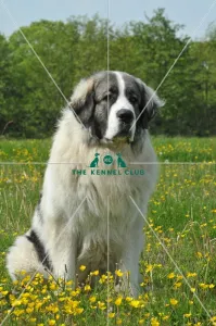 <b class=qtipBold><figcaption>Pyrenean Mastiff (Imp)</figcaption></b><br>PYRENEAN MASTIFF in the French Alps Pyrenean Mastiff (Imp)