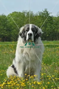 <b class=qtipBold><figcaption>Pyrenean Mastiff (Imp)</figcaption></b><br>PYRENEAN MASTIFF in the French Alps Pyrenean Mastiff (Imp)