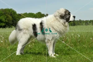 <b class=qtipBold><figcaption>Pyrenean Mastiff (Imp)</figcaption></b><br>PYRENEAN MASTIFF in the French Alps Pyrenean Mastiff (Imp)