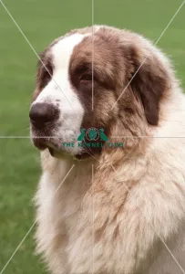 <b class=qtipBold><figcaption>Pyrenean Mastiff (Imp)</figcaption></b><br>PYRENEAN MASTIFF in the French Alps Pyrenean Mastiff (Imp)