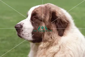 <b class=qtipBold><figcaption>Pyrenean Mastiff (Imp)</figcaption></b><br>PYRENEAN MASTIFF in the French Alps Pyrenean Mastiff (Imp)