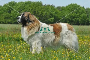 <b class=qtipBold><figcaption>Pyrenean Mastiff (Imp)</figcaption></b><br>PYRENEAN MASTIFF in the French Alps Pyrenean Mastiff (Imp)