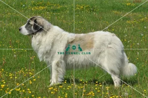<b class=qtipBold><figcaption>Pyrenean Mastiff (Imp)</figcaption></b><br>PYRENEAN MASTIFF in the French Alps Pyrenean Mastiff (Imp)