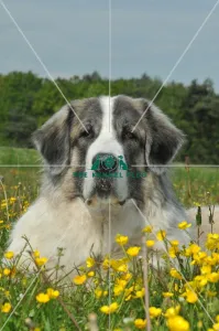 <b class=qtipBold><figcaption>Pyrenean Mastiff (Imp)</figcaption></b><br>PYRENEAN MASTIFF in the French Alps Pyrenean Mastiff (Imp)