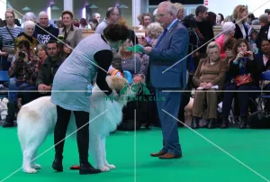 <b class=qtipBold><figcaption>pyrenean mountain dog</figcaption></b><br><em>© The Kennel Club</em> pyrenean mountain dog