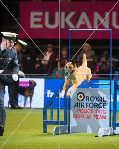 <b class=qtipBold><figcaption>RAF police dog display team</figcaption></b><br>The Kennel Club Crufts 2015 RAF police dog display team