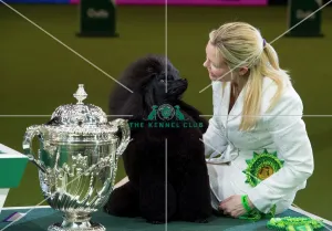 <b class=qtipBold><figcaption>Reserve Best in Show Winner</figcaption></b><br>Melanie Harwood from Blackburn with Frankie a Poodle (Miniature), who was Reserve Best in Show winner and was the Best of Breed and Best in Group winner today (Sunday 12.03.17), the fourth day of Crufts 2017, at the NEC Birmingham.<br><em>© onEdition</em> Reserve Best in Show Winner