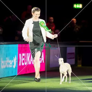 <b class=qtipBold><figcaption>Reserve BIS winner</figcaption></b><br><em>© Yulia Titovets / The Kennel Club</em> Reserve BIS winner