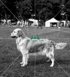 <b class=qtipBold><figcaption>Retriever- Golden</figcaption></b><br>camrose psyche of vementry<br><em>© Diane Pearce Collection / The Kennel Club</em> Retriever- Golden
