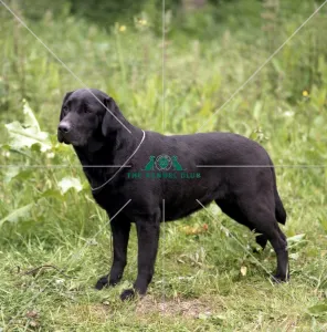 Retriever-Labrador
