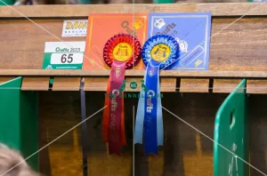 <b class=qtipBold><figcaption>Ribbon winner</figcaption></b><br>Ribbon winner Ribbon second<br><em>© Roger Sjolstad / The Kennel Club</em> Ribbon winner