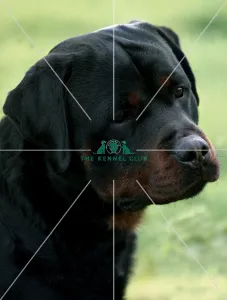 <b class=qtipBold><figcaption>Rottweiler</figcaption></b><br><br><em>© Diane Pearce Collection / The Kennel Club</em> Rottweiler