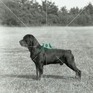 <b class=qtipBold><figcaption>ROTTWEILER</figcaption></b><br>Rottweiler circa 1990s<br><em>© The Kennel Club </em> ROTTWEILER