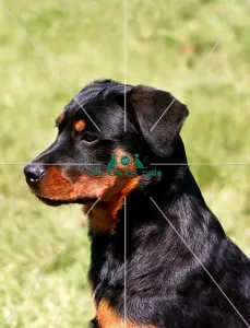 <b class=qtipBold><figcaption>Rottweiler Puppy</figcaption></b><br><br><em>© Diane Pearce Collection / The Kennel Club</em> Rottweiler Puppy