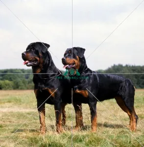 <b class=qtipBold><figcaption>Rottweilers</figcaption></b><br><br><em>© Diane Pearce Collection / The Kennel Club</em> Rottweilers