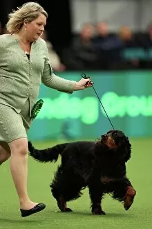 Official photos from Crufts 2023: Sarah Loakes and Jean Collins-Pitman from Edmondbyers with Vegas a Gordon Setter which was