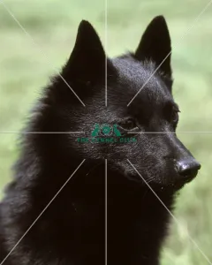 <b class=qtipBold><figcaption>Schipperke</figcaption></b><br><br><em>© Diane Pearce Collection / The Kennel Club</em> Schipperke