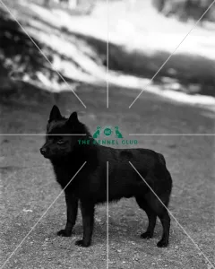 <b class=qtipBold><figcaption>Schipperke</figcaption></b><br>Champion Hallbower Hans<br><em>© Diane Pearce Collection / The Kennel Club</em> Schipperke