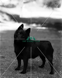 <b class=qtipBold><figcaption>Schipperke</figcaption></b><br>Champion Hallbower Roses Forever<br><em>© Diane Pearce Collection / The Kennel Club</em> Schipperke