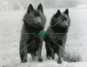 <b class=qtipBold><figcaption>SCHIPPERKE</figcaption></b><br>Two Schipperkes standing<br><em>© The Kennel Club </em> SCHIPPERKE