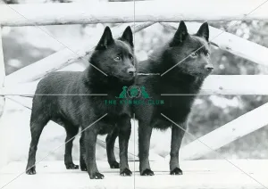 <b class=qtipBold><figcaption>Schipperkes</figcaption></b><br>Two Schipperkes standing photograph taken by Diane Pearce<br><em>© The Kennel Club </em> Schipperkes