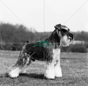 <b class=qtipBold><figcaption>Schnauzer- Mini</figcaption></b><br>Champion Travelmors US Mail<br><em>© Diane Pearce Collection / The Kennel Club</em> Schnauzer- Mini