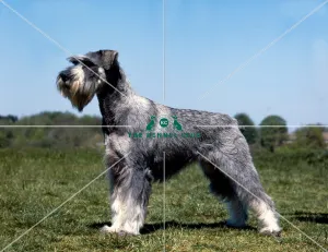 <b class=qtipBold><figcaption>Schnauzer-Standard</figcaption></b><br><br><em>© Diane Pearce Collection / The Kennel Club</em> Schnauzer-Standard