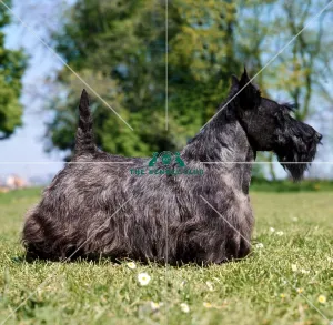 <b class=qtipBold><figcaption>Scottish Terrier</figcaption></b><br><br><em>© Diane Pearce Collection / The Kennel Club</em> Scottish Terrier