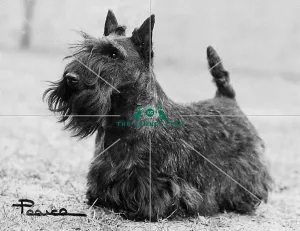 <b class=qtipBold><figcaption>Scottish Terrier</figcaption></b><br><br><em>© Diane Pearce Collection / The Kennel Club</em> Scottish Terrier