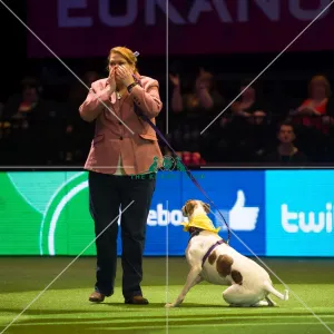 <b class=qtipBold><figcaption>Scruffts Final - winner</figcaption></b><br><em>© Yulia Titovets / The Kennel Club</em> Scruffts Final - winner
