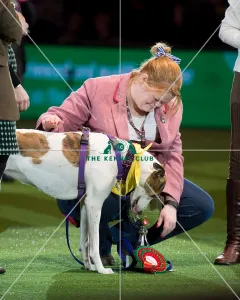 <b class=qtipBold><figcaption>Scruffts winner</figcaption></b><br><em>© Yulia Titovets / The Kennel Club</em> Scruffts winner