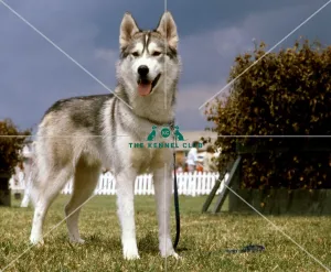<b class=qtipBold><figcaption>Siberian Husky</figcaption></b><br><br><em>© Diane Pearce Collection / The Kennel Club</em> Siberian Husky