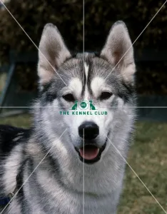 <b class=qtipBold><figcaption>Siberian Husky</figcaption></b><br><br><em>© Diane Pearce Collection / The Kennel Club</em> Siberian Husky