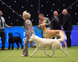 <b class=qtipBold><figcaption>SIBERIAN HUSKY Best of Breed</figcaption></b><br>Working Group judging<br><em>© Yulia Titovets / The Kennel Club </em> SIBERIAN HUSKY Best of Breed