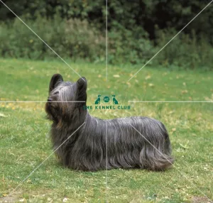 <b class=qtipBold><figcaption>Skye Terrier</figcaption></b><br><br><em>© Diane Pearce Collection / The Kennel Club</em> Skye Terrier