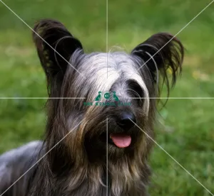 <b class=qtipBold><figcaption>Skye Terrier</figcaption></b><br><br><em>© Diane Pearce Collection / The Kennel Club</em> Skye Terrier