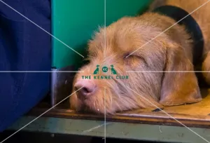 <b class=qtipBold><figcaption>Sleeping headshot at bench</figcaption></b><br><em>© Roger Sjolstad / The Kennel Club</em> Sleeping headshot at bench