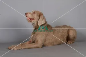 Slovakian Rough Haired Pointer Slovakian Rough Haired Pointer