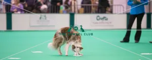 <b class=qtipBold><figcaption>Smeller</figcaption></b><br><em>© Roger Sjolstad / The Kennel Club</em> Smeller