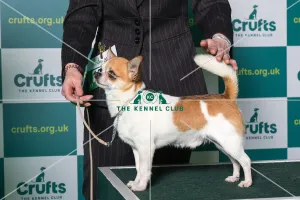 Smooth coat Chihuhua Best of Breed Crufts 2022 Smooth coat Chihuhua Best of Breed Crufts 2022