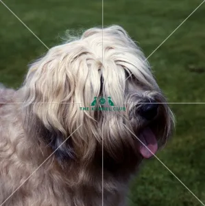 <b class=qtipBold><figcaption>Soft Coated Wheaten Terrier</figcaption></b><br><br><em>© Diane Pearce Collection / The Kennel Club</em> Soft Coated Wheaten Terrier