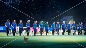 <b class=qtipBold><figcaption>Southern Golden Retriever Display</figcaption></b><br><em>© Yulia Titovets / The Kennel Club</em> Southern Golden Retriever Display