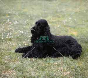 <b class=qtipBold><figcaption>Spaniel (Cocker)</figcaption></b><br><br><em>© Diane Pearce Collection / The Kennel Club</em> Spaniel (Cocker)