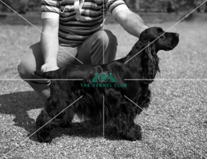 <b class=qtipBold><figcaption>Spaniel-Cocker</figcaption></b><br>SH CH Lochranza Man of Fashion<br><em>© Diane Pearce Collection / The Kennel Club</em> Spaniel-Cocker