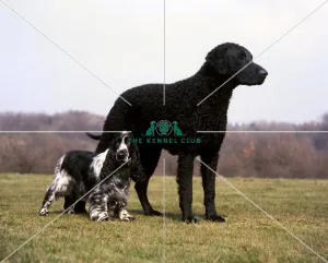 Spaniel-Cocker and Retriever-Curly Coated Spaniel-Cocker and Retriever-Curly Coated