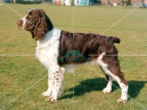 <b class=qtipBold><figcaption>Spaniel (English Springer)</figcaption></b><br>Docked image, may not be suitable for Kennel Club Press or Marketing.<br><em>© The Kennel Club</em> Spaniel (English Springer)