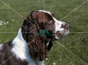 <b class=qtipBold><figcaption>Spaniel-English Springer</figcaption></b><br>app-sg<br><em>© Diane Pearce Collection / The Kennel Club</em> Spaniel-English Springer