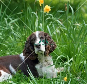 <b class=qtipBold><figcaption>Spaniel (English Springer)</figcaption></b><br><br><em>© Diane Pearce Collection / The Kennel Club</em> Spaniel (English Springer)